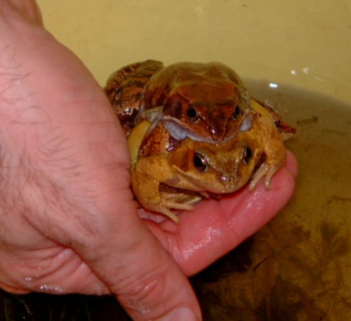 Common Frogs in amplexus. Photo: Steve Andrews