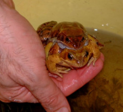 Animals in danger - why frogs and toads need our help