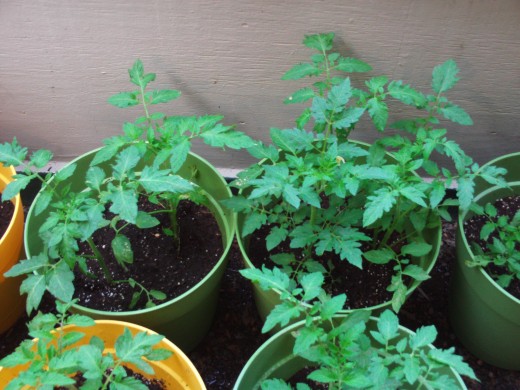 More tomatoes growing in containers.