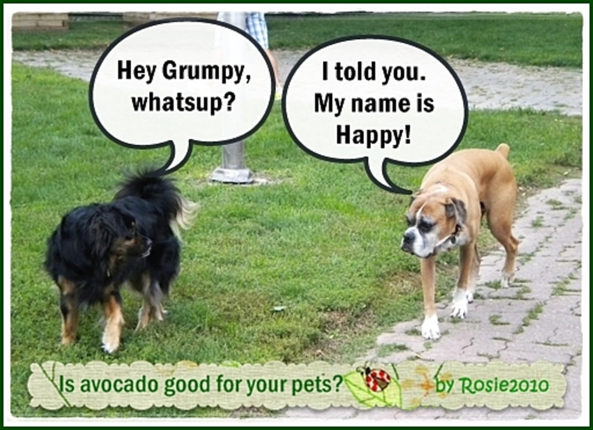 Is Avocado Good for Your Pets?  Is Avoderm safe?