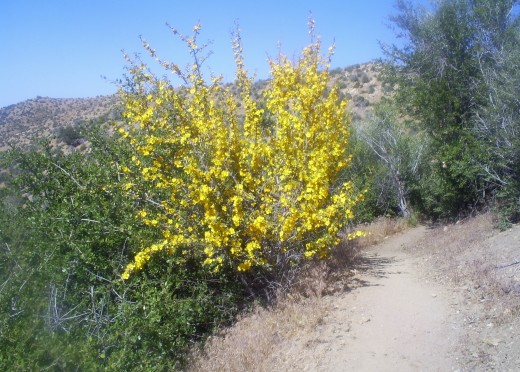 Spanish broom flowering in the San Bernardino Mountains.
