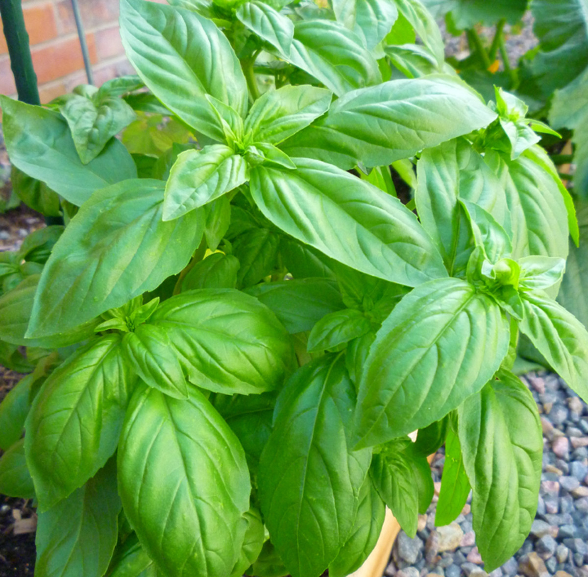 How to Care for Sweet Basil | Dengarden