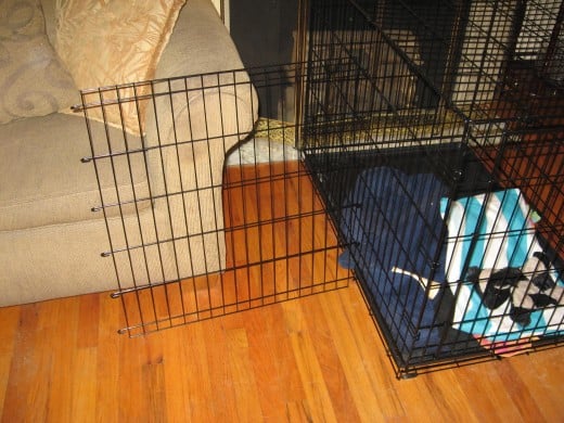 Wire Dog Crates often include removable partitions.