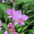 The orchidarium is full of beautiful blooms The orchidarium is full of beautiful blooms