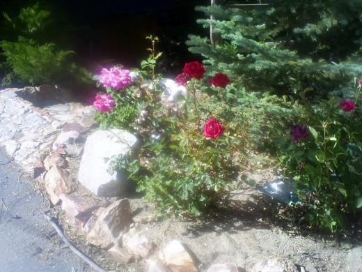 Lovely roses spot on a walk.