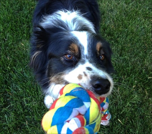 A playful companion