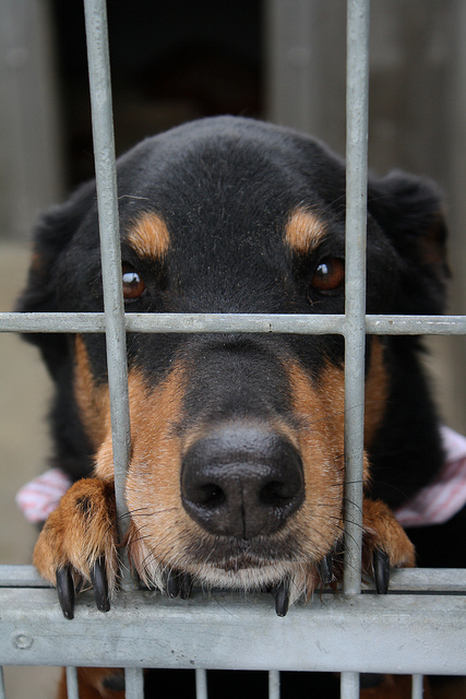 Adopt me!