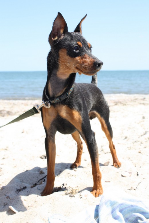 The Miniature Pinscher 