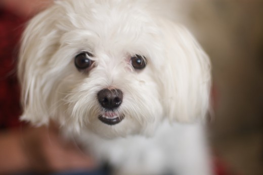 The Maltese