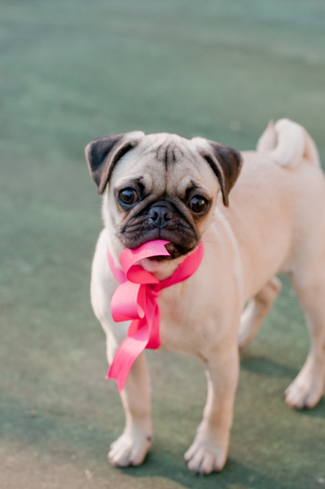 The Pug