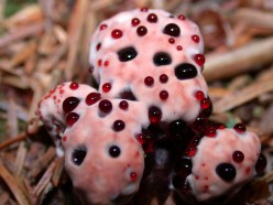 Strawberries and Cream – the weird fungus Hydnellum peckii