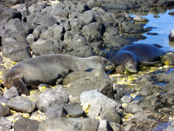 Save the Monk Seal - You Can Help