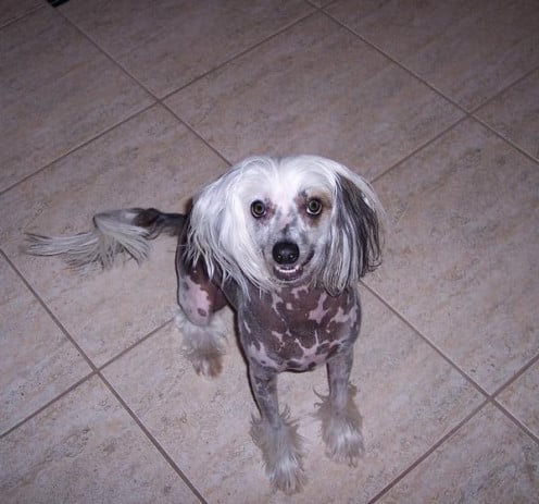 My sweet Chinese Crested Harry