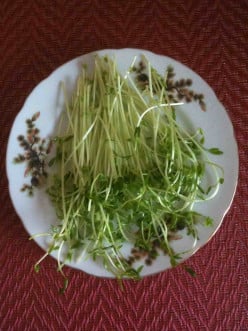 Using Sweet Pea Shoots in Your Dishes