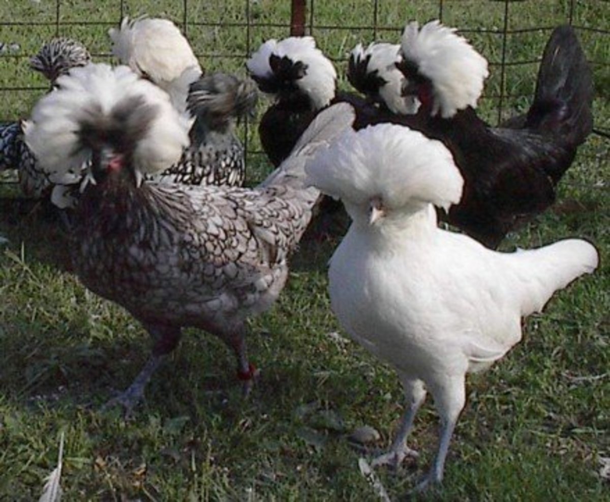 Twelve Utterly Bizarre Chicken Breeds | PetHelpful