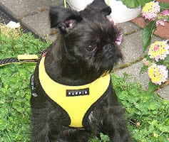 Jack in the Yellow Puppia Soft Harness