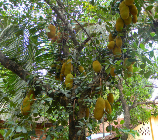 Jack fruit tree