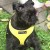 Jack in the Yellow Puppia Soft Harness
