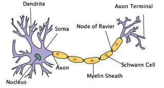 A Neuron in which the Nodes of Ranvier are illustrated.