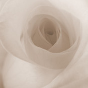 renwrite profile image