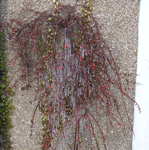 Cotoneaster berries and icicles