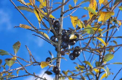 Sloe berries