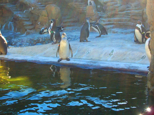Penguin at Woodland Park Zoo