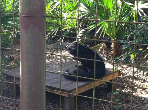 Binturong