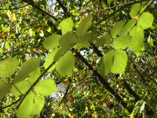 Blackberry leaves and tangled vines with sharp briars make safe refuges for resting birds.