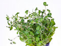 Fresh Oregano