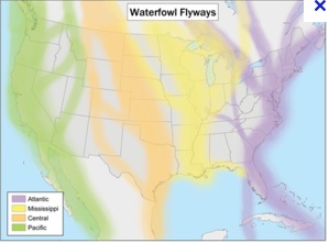 The Pacific Flyway is a corridor for migrating birds on the West Coast of North America.