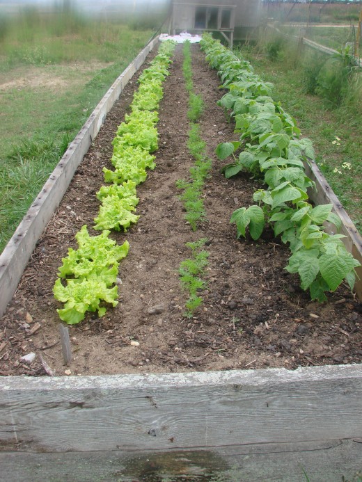 Raised beds are a good method of frontyard/backyard food gardening, especially if you don't have a lot of space.