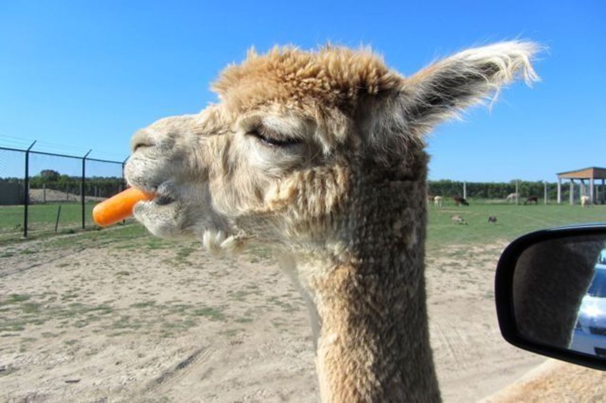 A llama in regular sunlight.  It is clearly eating an orange carrot.
