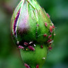 Get Rid of Aphids Naturally, Organically on Plants, Roses, Tomatoes