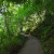 Multnomah Falls Walking Trail Shaded by Dense and Over-towering Trees. Multnomah Falls Walking Trail Shaded by Dense and Over-towering Trees.