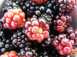 Eating Blackberries Can Keep You Healthy