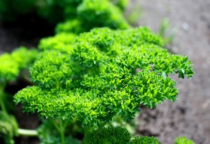 Cilantro