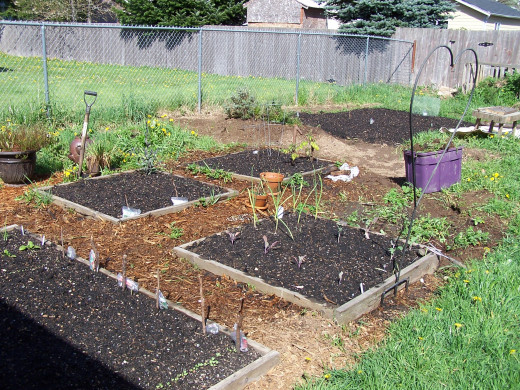 Our backyard raised beds
