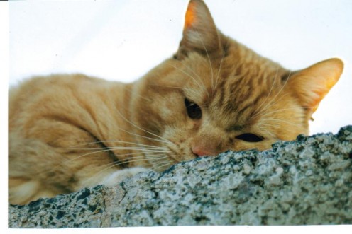 My beloved Squeaky