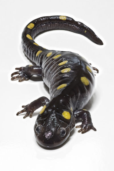 Salamanders are amphibians not reptiles