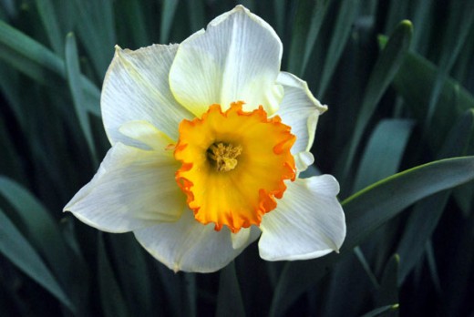 Spring Daffodils should be planted between 4 and 10 inches deep depending on the size of each individual bulb. 