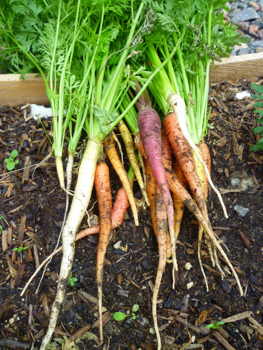 Carrot Growth Chart