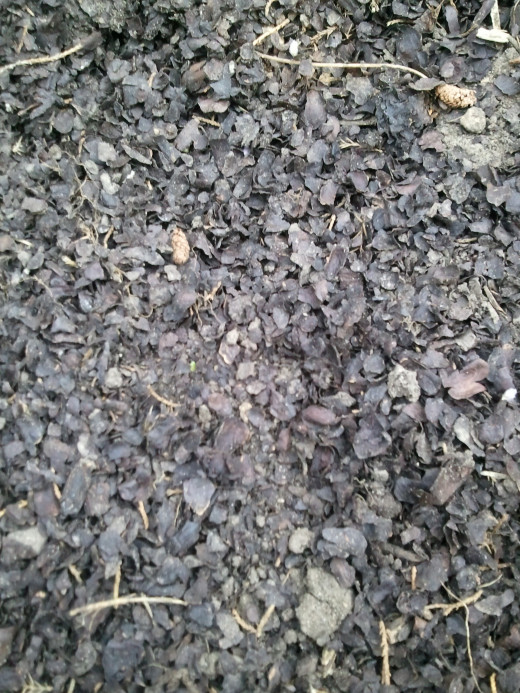 Cocoa hull mulch