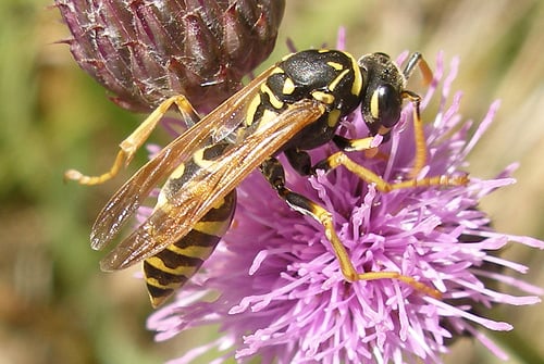 Not to be confused with a honeybee, this yellow jacket has all the characteristics of a classic wasp.