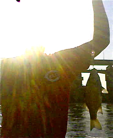 My son fishes better than he takes photographs, but the Ohio River hybrid striped bass continue to gorge on threadfin shad.