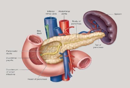 Pancreas