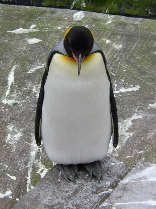 That's right, penguin.  You should feel bad.