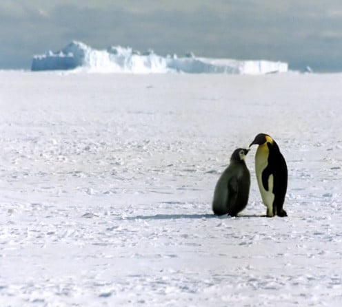 Emperor Penguin with chick, Ross Sea