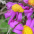 Coastal flowers,  Leeuwin National Park, Western Australia.
