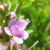 Native coastal flower, Leeuwin National Park, Western Australia.